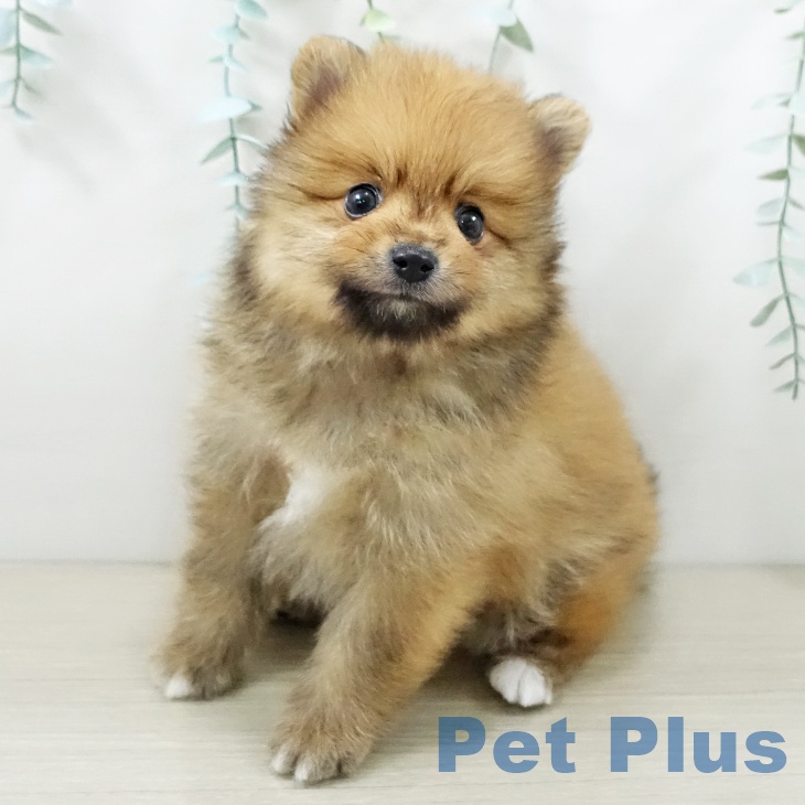 ポメラニアンの写真2