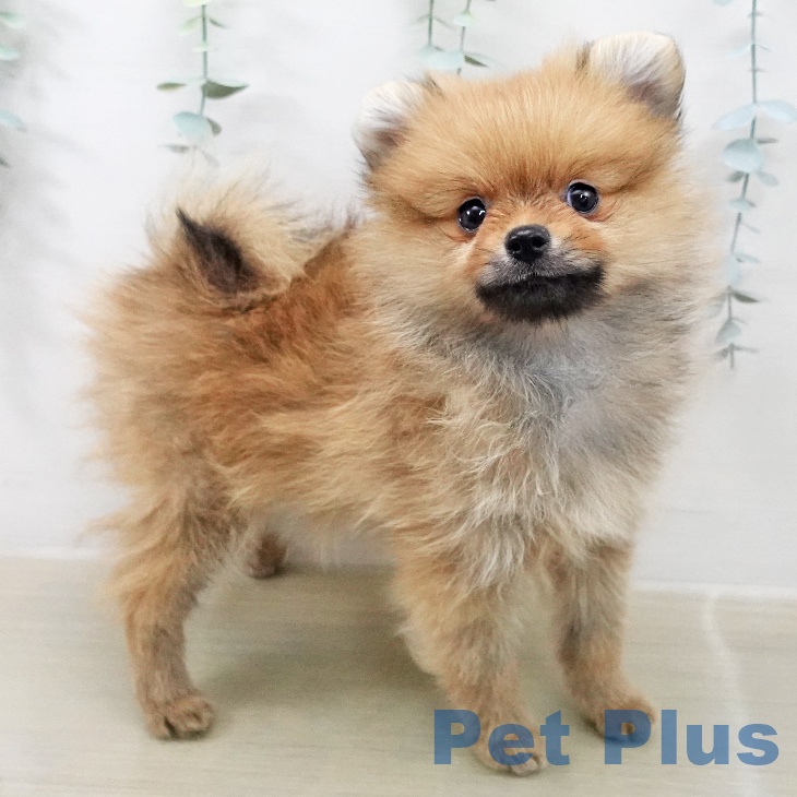 ポメラニアンの写真2
