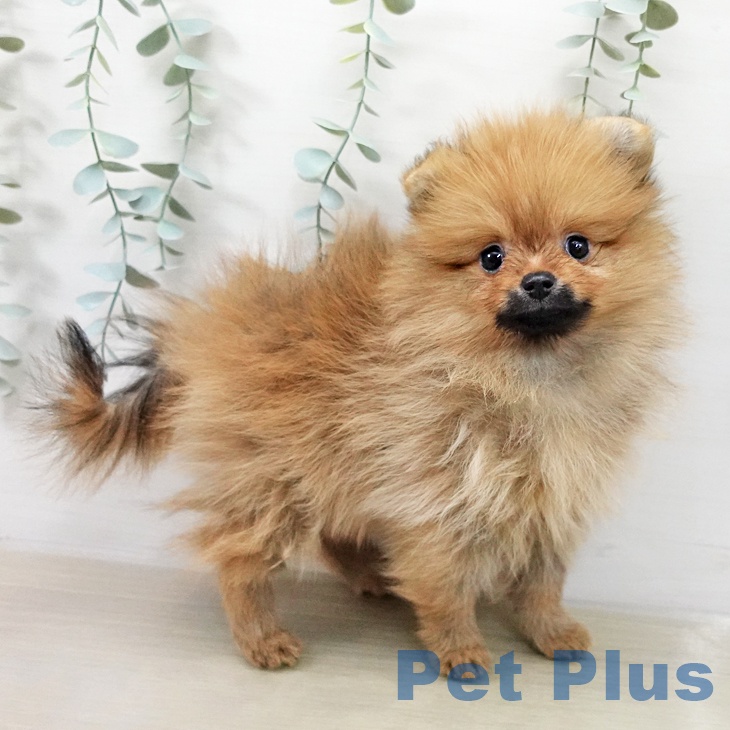 ポメラニアンの写真2