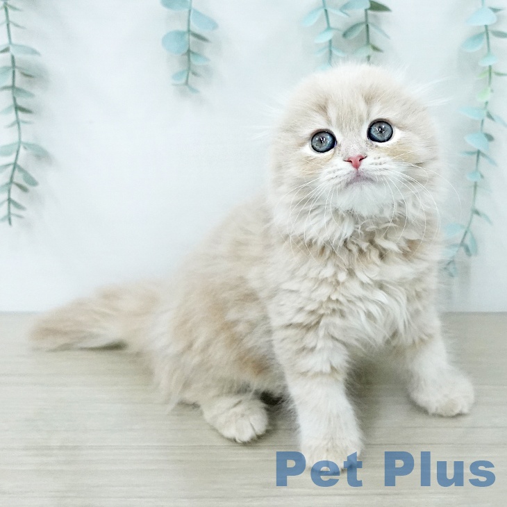 スコティッシュフォールド