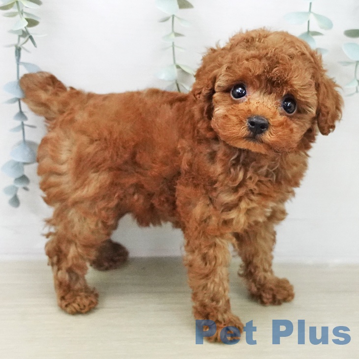 トイ・プードルの写真2