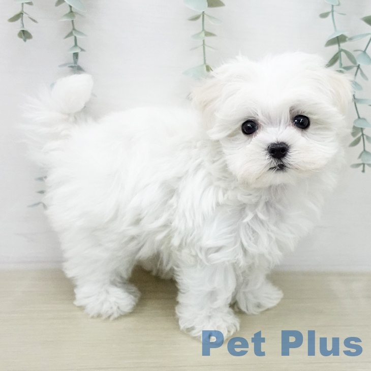 マルチーズの写真2