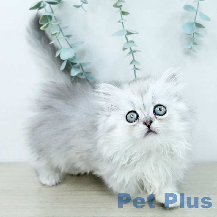 マンチカンの写真2