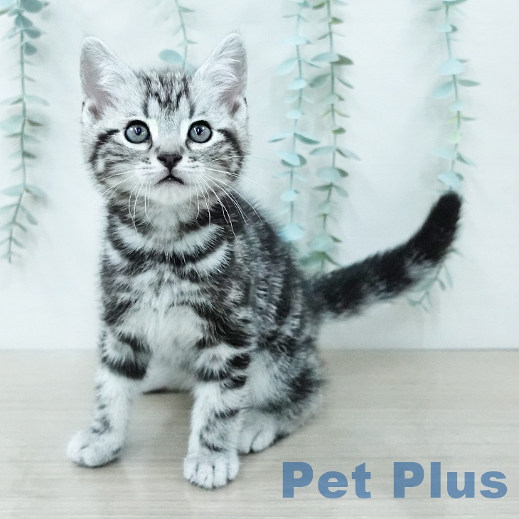 アメリカンショートヘア