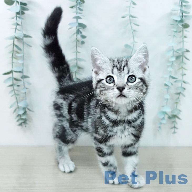 アメリカンショートヘアの写真2