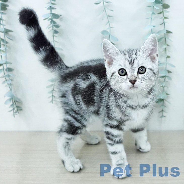 アメリカンショートヘアの写真2