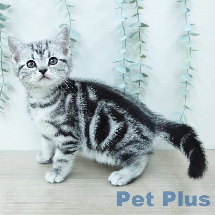 アメリカンショートヘアの写真2