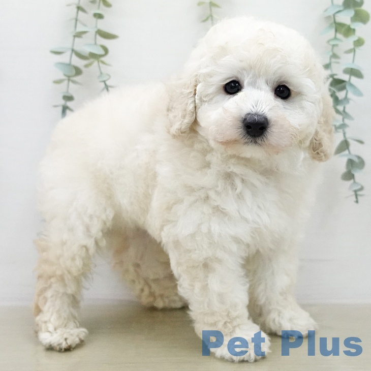 トイ・プードルの写真2