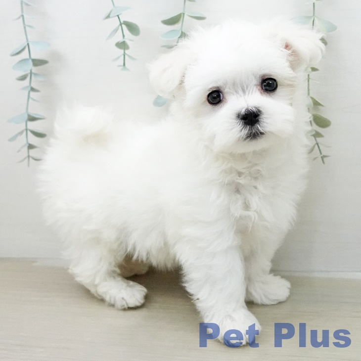 マルチーズの写真2