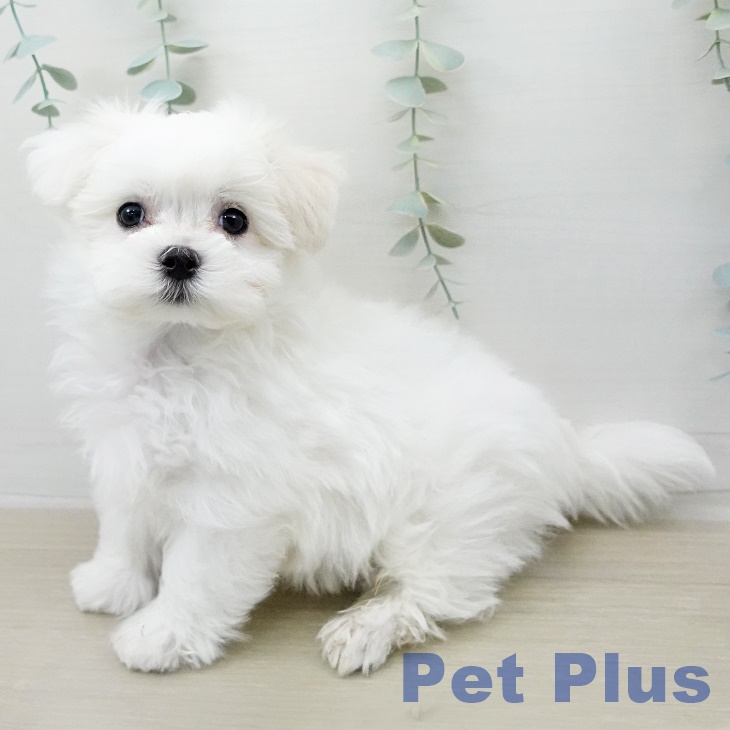 マルチーズの写真2