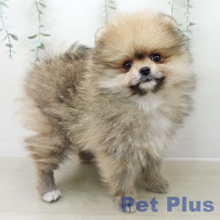 ポメラニアンの写真2