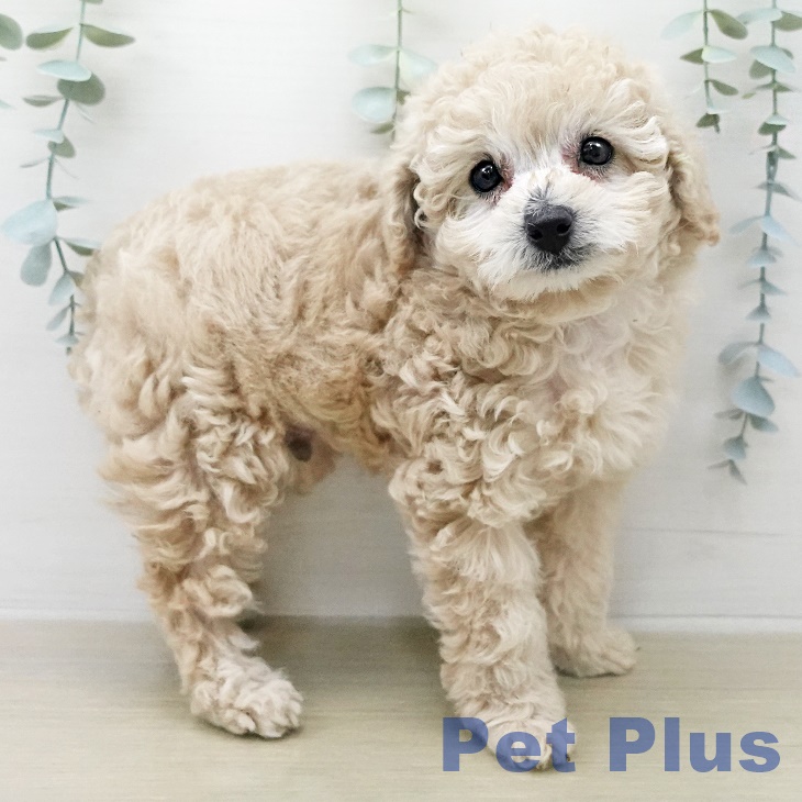 トイ・プードル