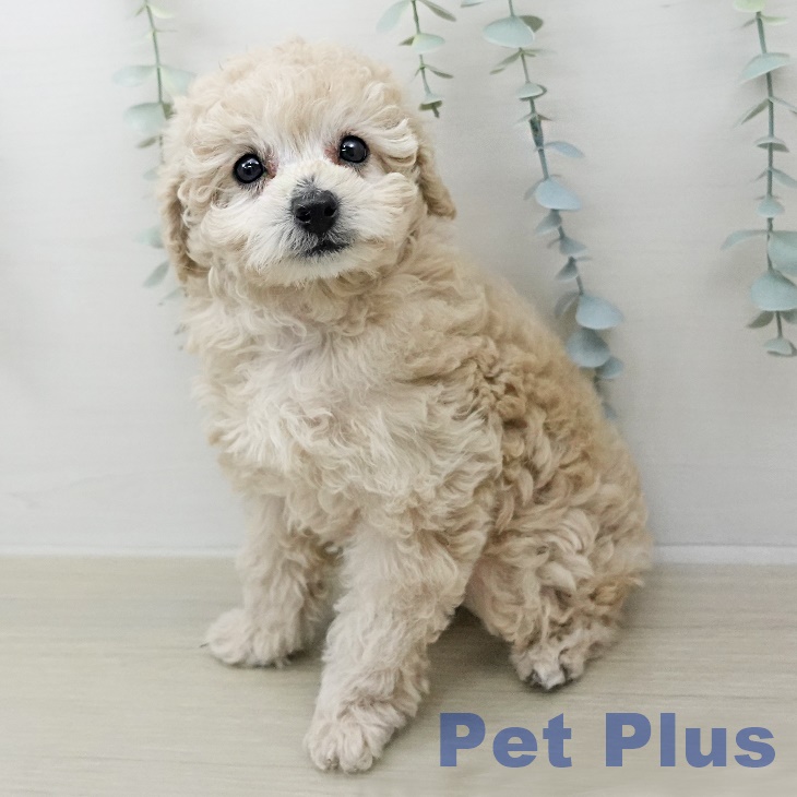 トイ・プードルの写真2