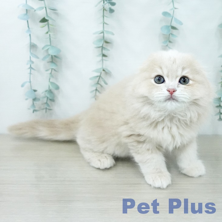 スコティッシュフォールド