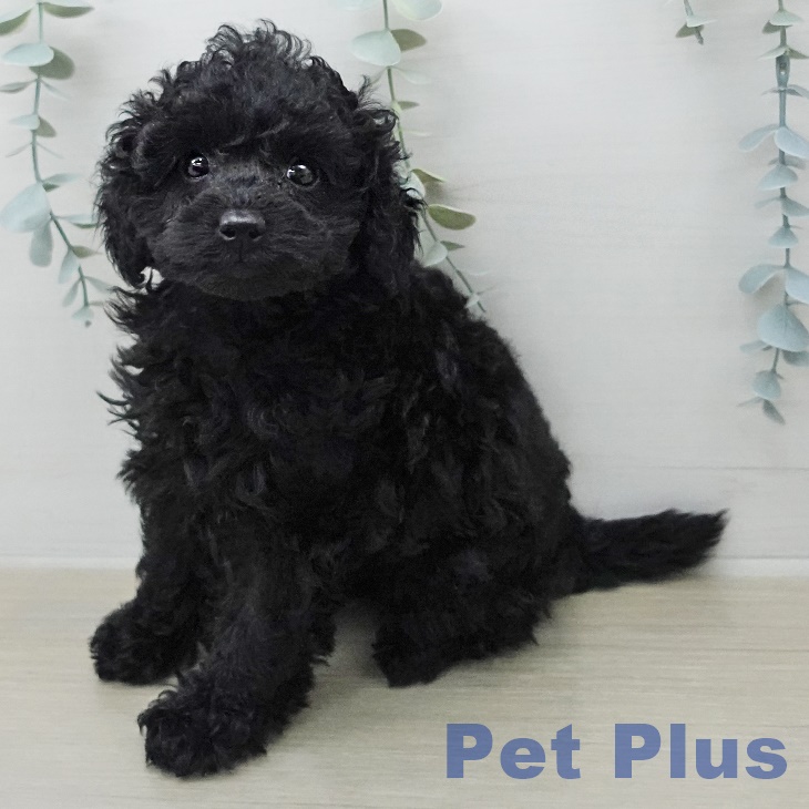 トイ・プードル