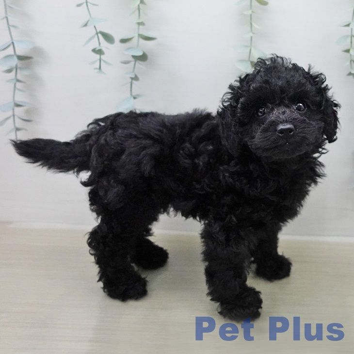 トイ・プードルの写真2