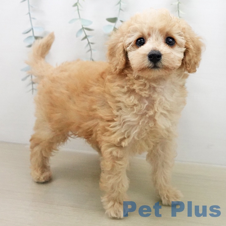 トイ・プードル