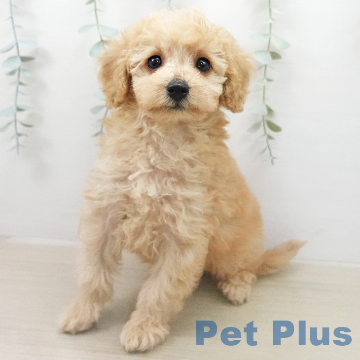 トイ・プードルの写真2