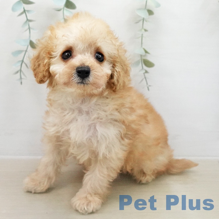 トイ・プードル