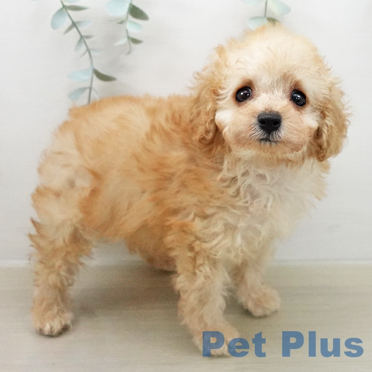 トイ・プードルの写真2