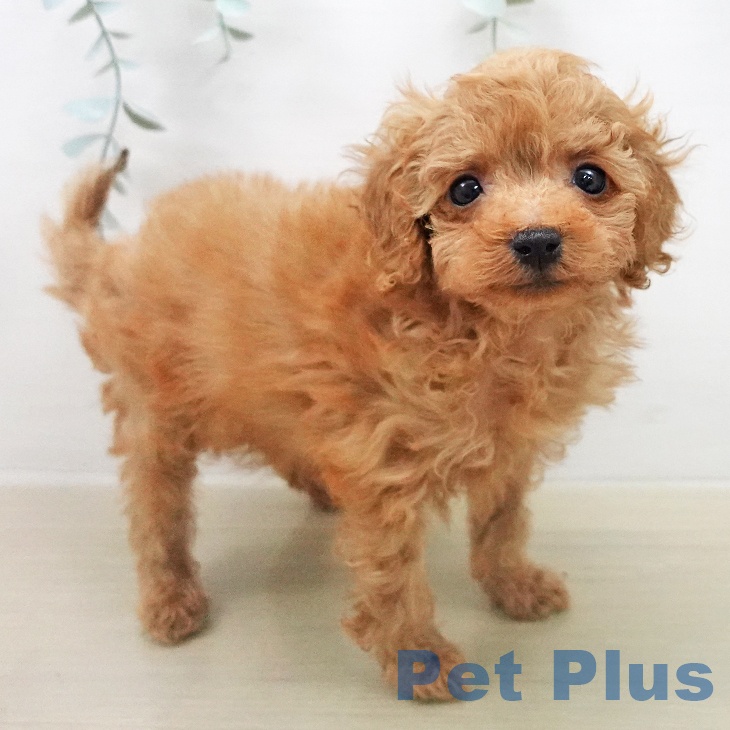 トイ・プードル