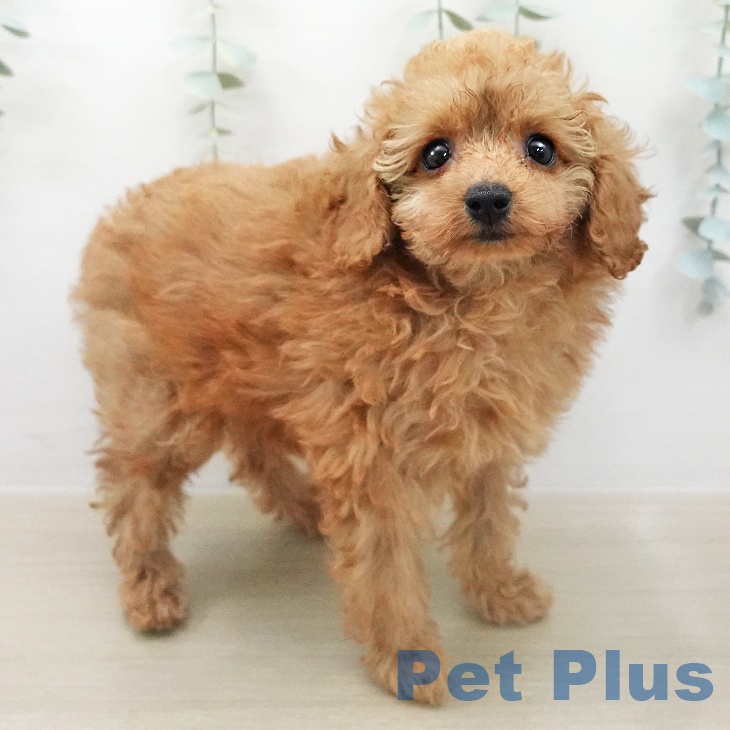 トイ・プードル