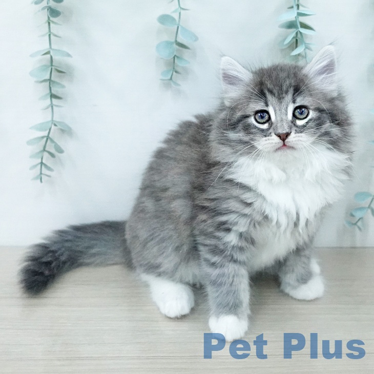 ノルウェージャンフォレストキャット