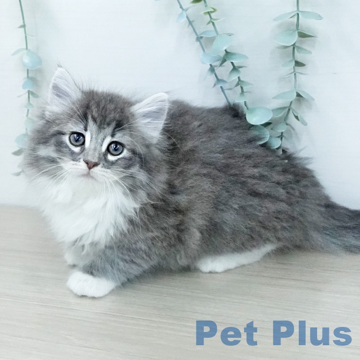 ノルウェージャンフォレストキャットの写真2