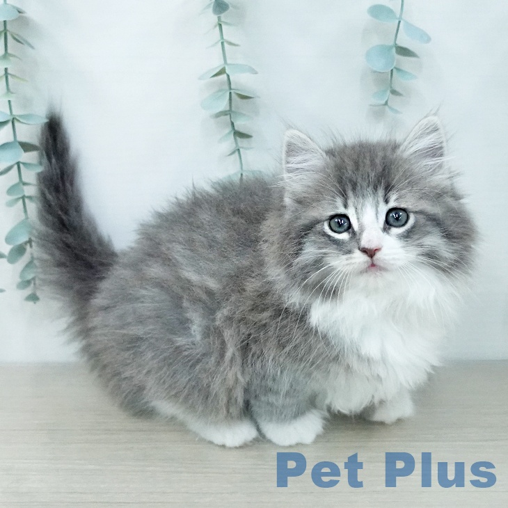 ノルウェージャンフォレストキャット