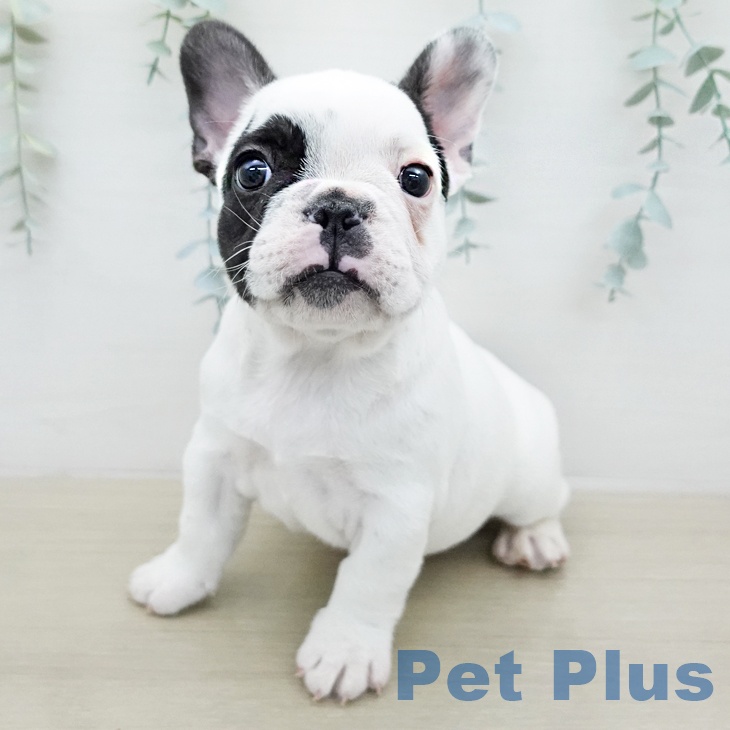 フレンチ・ブルドッグ