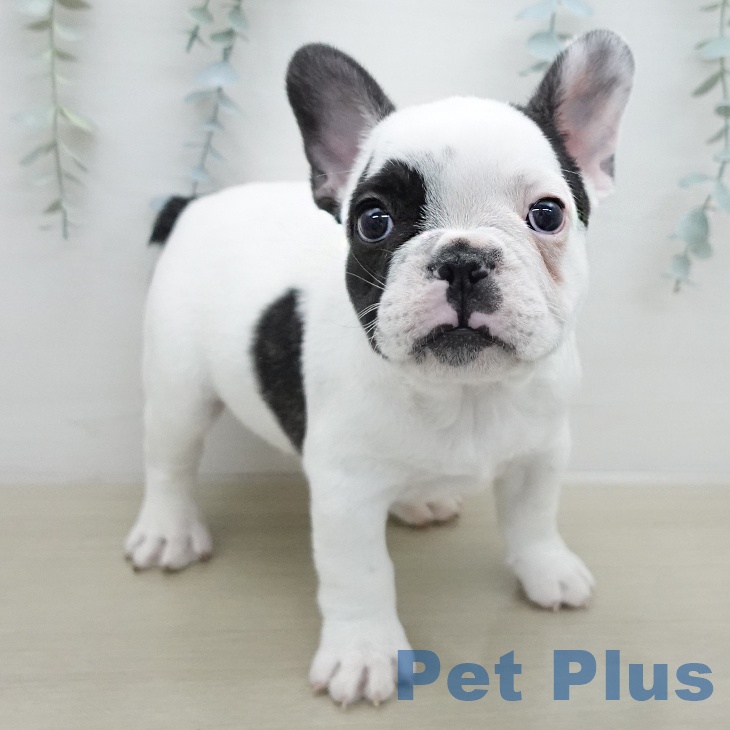 フレンチ・ブルドッグの写真2