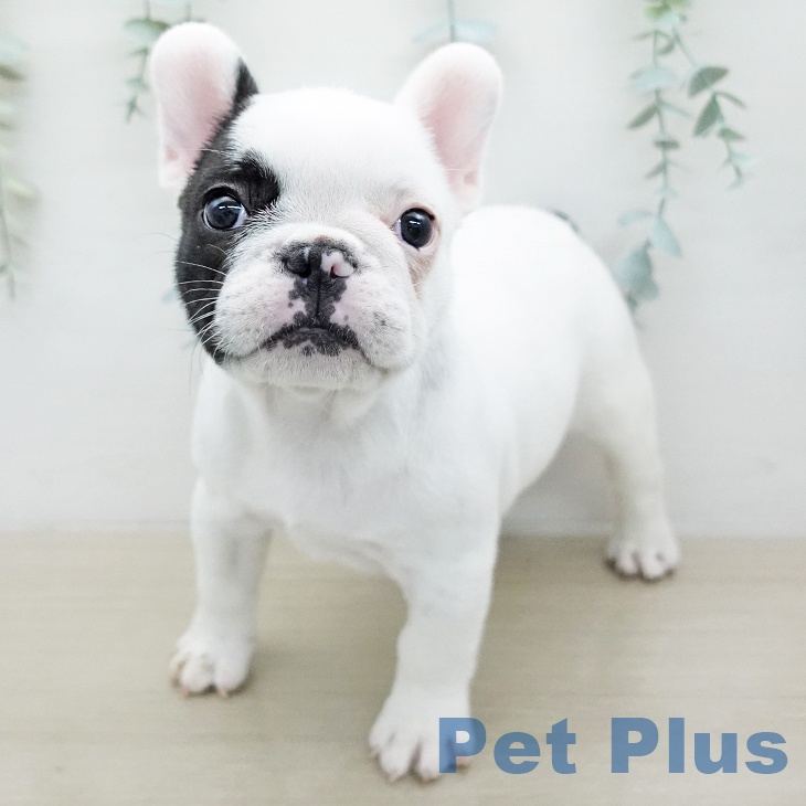 フレンチ・ブルドッグ