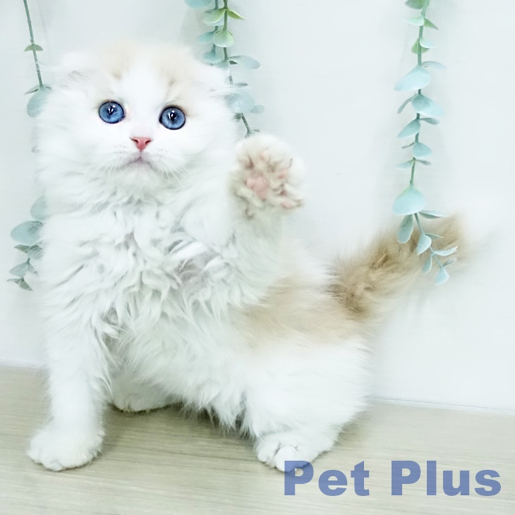 スコティッシュフォールド