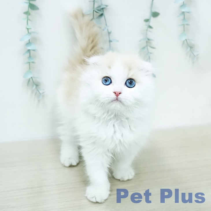 スコティッシュフォールドの写真2