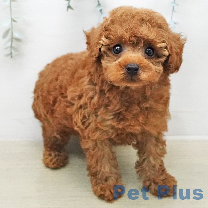 トイ・プードルの写真2