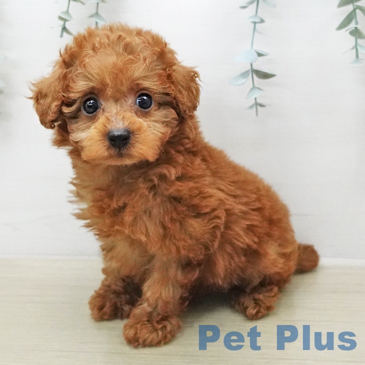 トイ・プードル