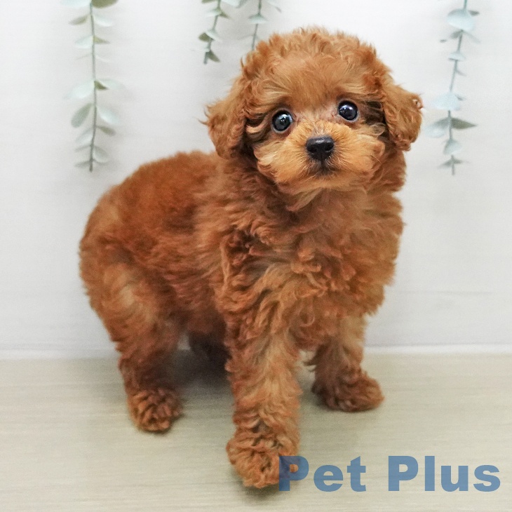 トイ・プードルの写真2