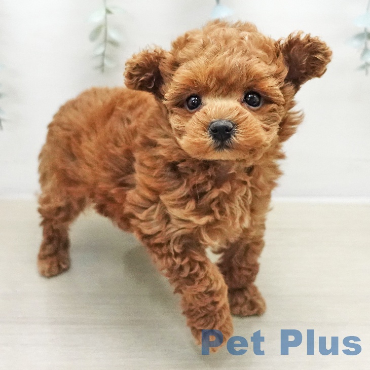 トイ・プードル