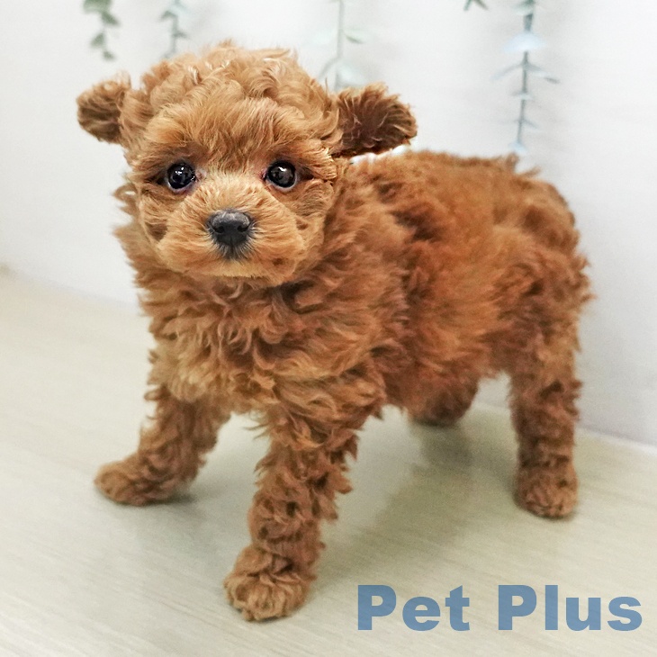 トイ・プードルの写真2