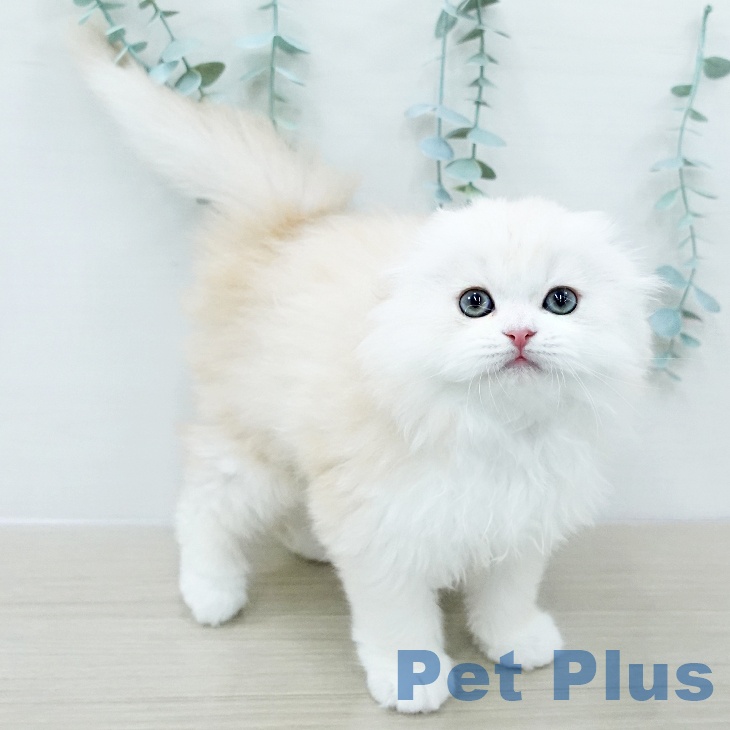 スコティッシュフォールド