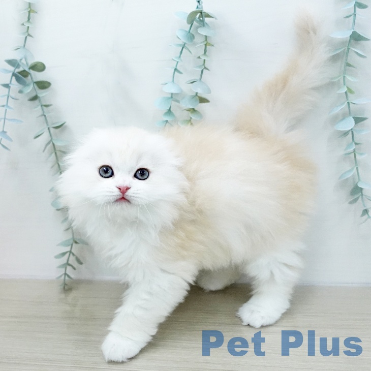 スコティッシュフォールドの写真2