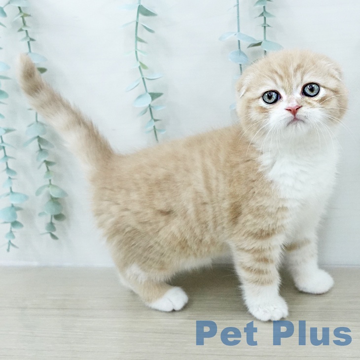 スコティッシュフォールド