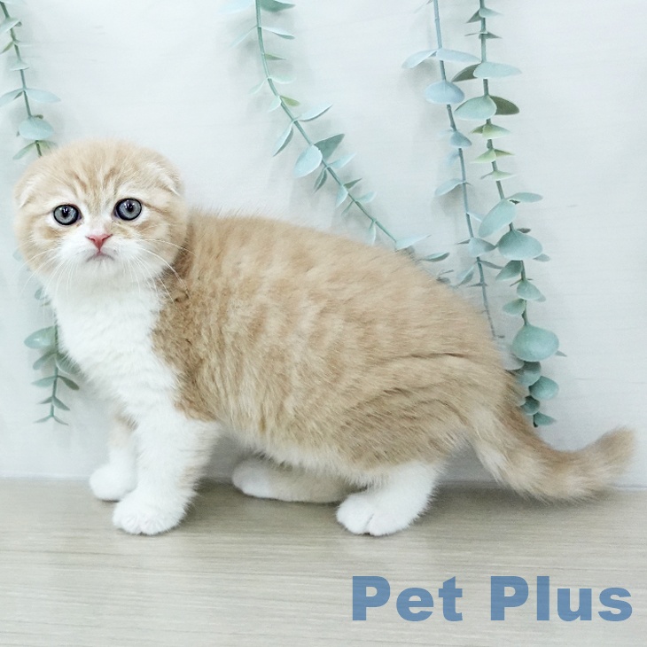 スコティッシュフォールドの写真2