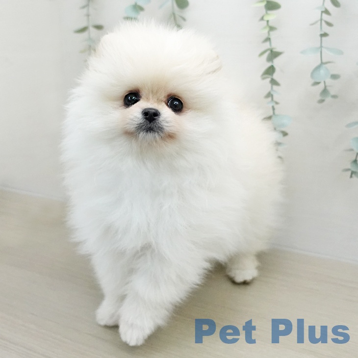 ポメラニアンの写真2