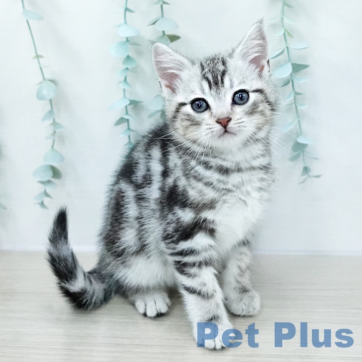 アメリカンショートヘア