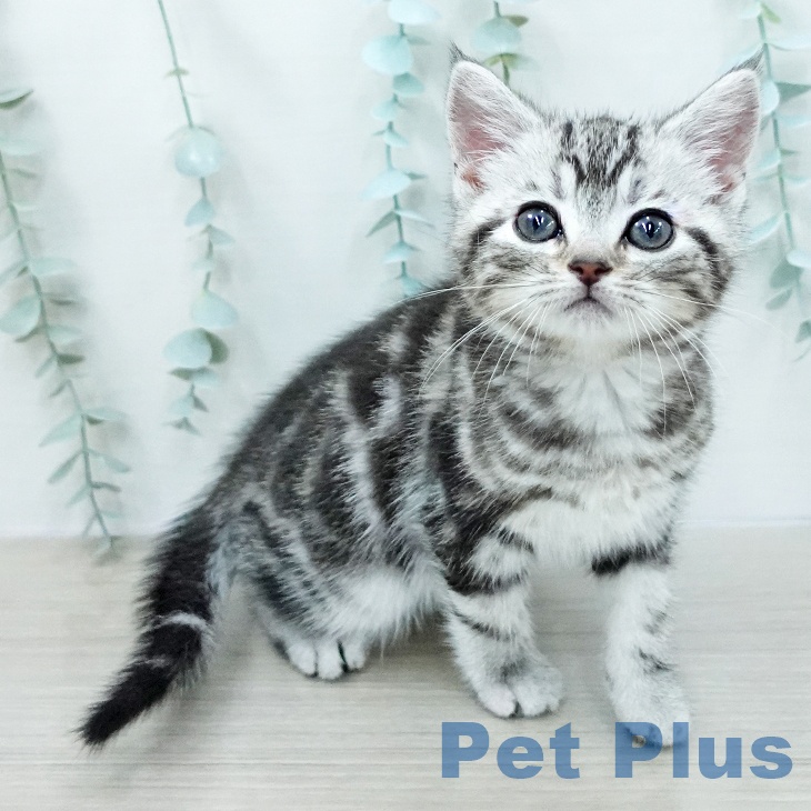 アメリカンショートヘア