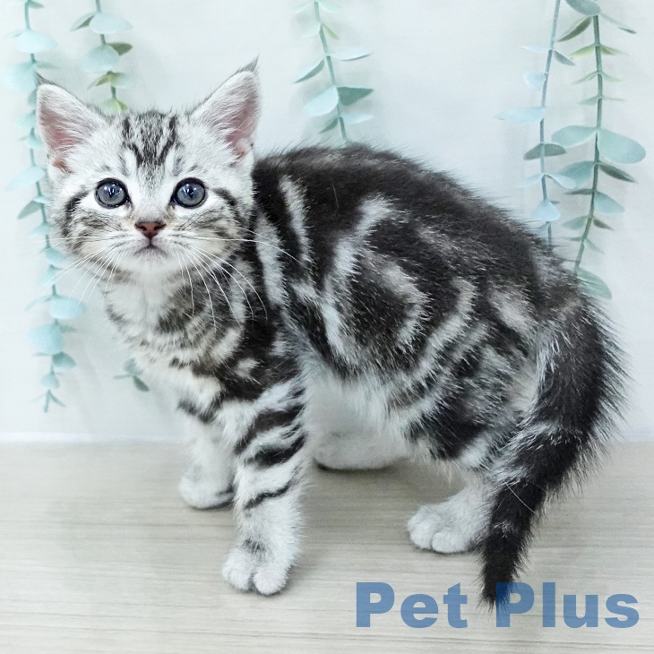 アメリカンショートヘアの写真2