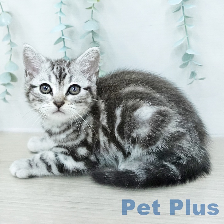 アメリカンショートヘアの写真2