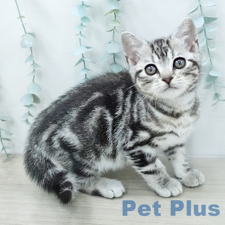 アメリカンショートヘア