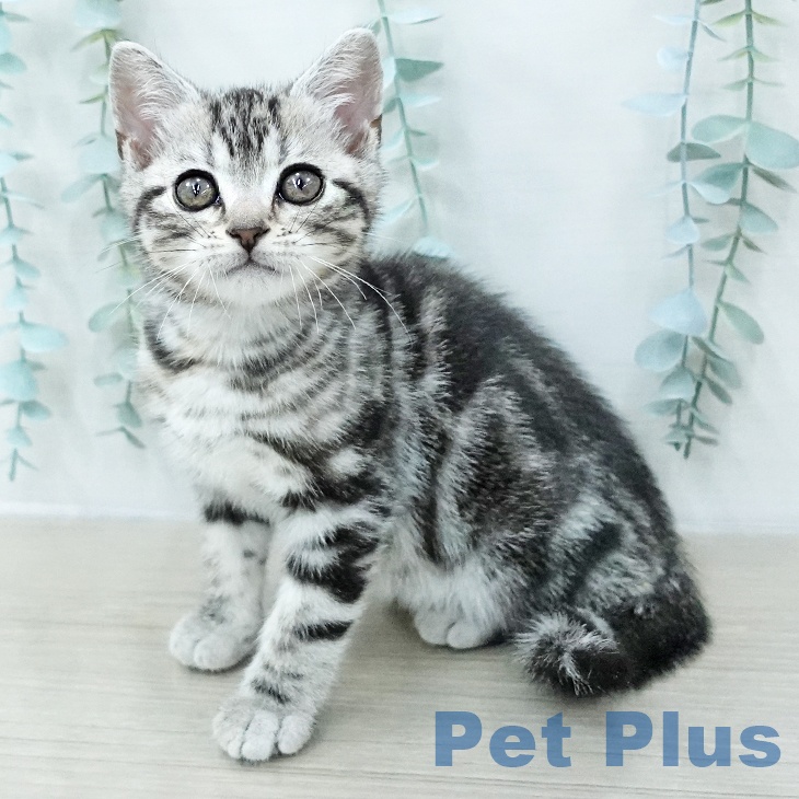 アメリカンショートヘアの写真2